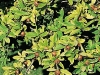 Mespilus germanica 